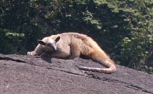 webtamandua3.jpg